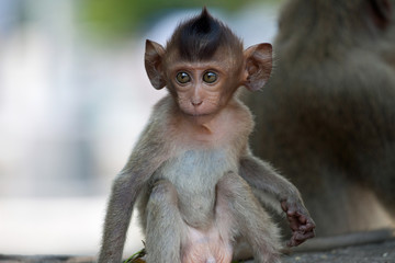 可愛いサル