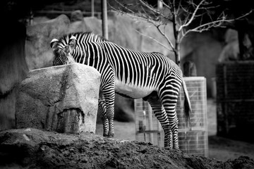 Fototapeta na wymiar San Diego Zoo