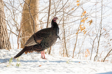 Eastern Wild Turkey (Meleagris gallopavo silvestris) hen in a wooded yard.
