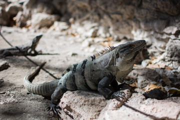 Iguana