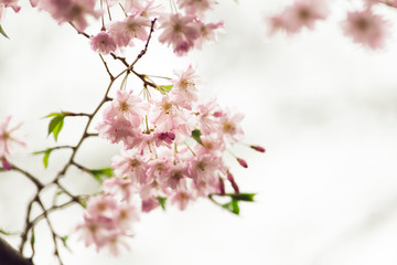 cherry blossoms in Spring. Space for text.