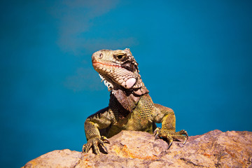 Green Iguana on Rock