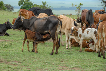 calf drinking milk from cow Kenya