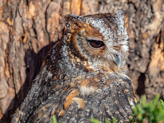 Flammulated Owl