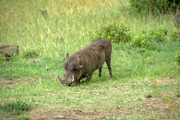Wildebeast Masai Mara Kenya