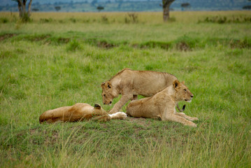 Young Lions in Masai Mara Park, Kenya