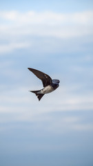 swallow flying in the blue sky