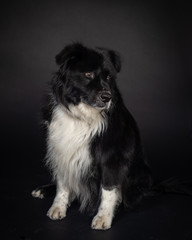 Old border collie mix dog in on a black background.