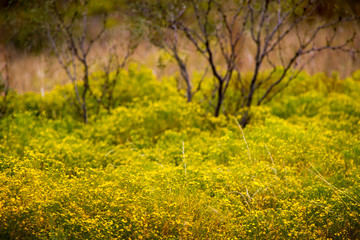 Obraz premium Panorami del Texas e del New Mexico (USA)