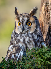 Long-Eared Owl 3