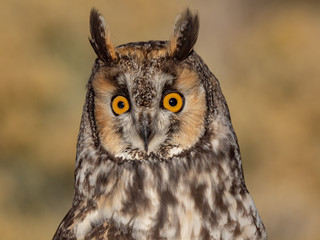 Long-Eared Owl 8