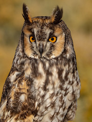 Long-Eared Owl 2