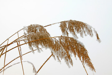 reeds in the frost and snow