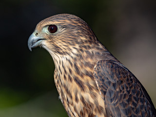 Merlin 2