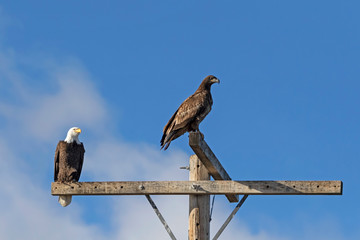 Birds bald eagles at pole perch on California
