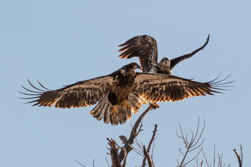 Bald eagle juveniles at tree top perch