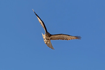 Bird of prey hunting along California lake shore