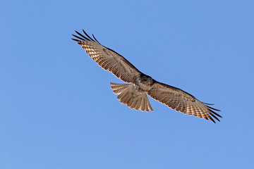 Bird of prey hunting along California lake shore