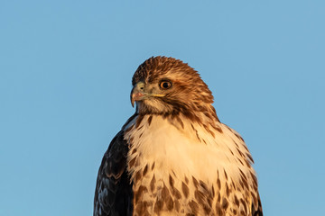 Bird red tail hawk portrait in the morning