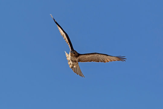 Bird of prey hunting along California lake shore