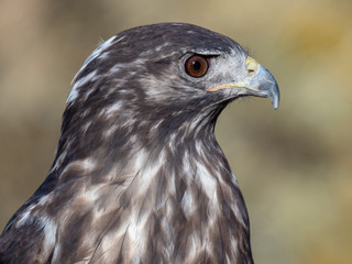 Red-Tailed Hawk Harlon Coloring 3