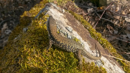 Echse in der Sonne