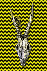 Goat skulls for terrifying decoration