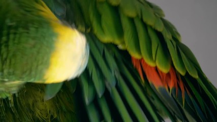 Baby amazon parrot 