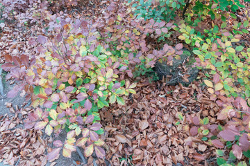 Dry autumn leaves in the forest on the trees and on the ground