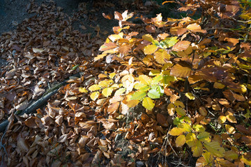 Dry autumn leaves in the forest on the trees and on the ground