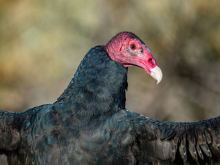 Turkey Vulture 3