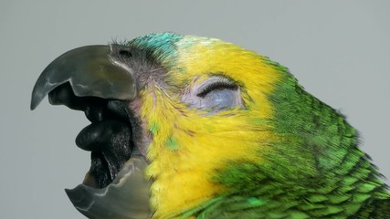 yawning baby amazon parrot 