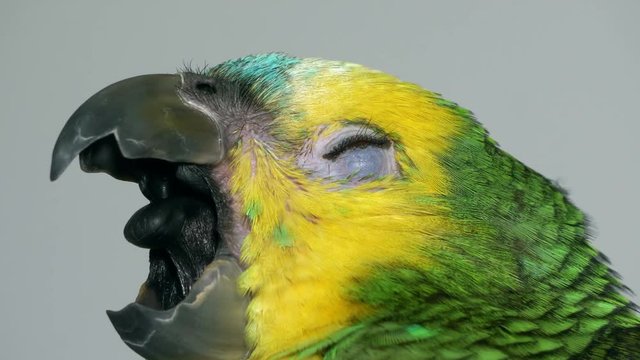 yawning baby amazon parrot 