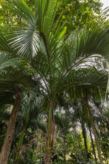 Obraz premium Carpoxykum Palm or Aneityum Palm, Carpoxylon macrospermum, palm tree