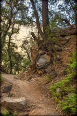 Who back who up, Large Stone or Tree Root