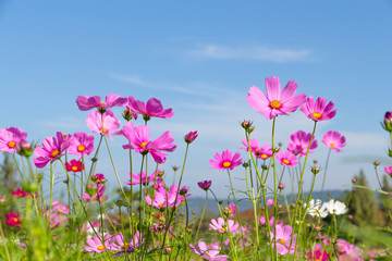 Cosmos Flower field with blue sky,Cosmos Flower field blooming spring flowers season