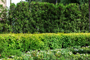Fototapeta na wymiar Green hedge of evergreen thuja and summer leafy bushes and green flowers with white blossoms, texture of plants gardening.