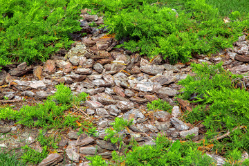 Obraz premium Mulching with bark in a bed with evergreen thuja, landscaping of the winter garden.
