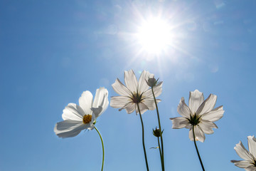 Cosmos Flower field with blue sky,Cosmos Flower field blooming spring flowers season