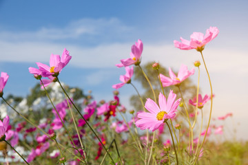 Obraz na płótnie Canvas Cosmos Flower field with blue sky,Cosmos Flower field blooming spring flowers season