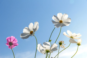 Cosmos Flower field with blue sky,Cosmos Flower field blooming spring flowers season