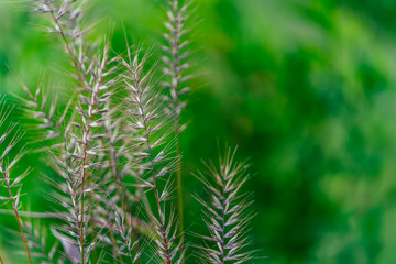Isolated Grass Stalks With Blurred Background and Free Space for Text