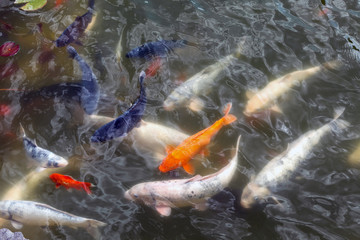 Fish swims flock in a decorative pond closeup.