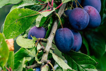Tree Branches Full of Plums in the Garden, Vegetation Background