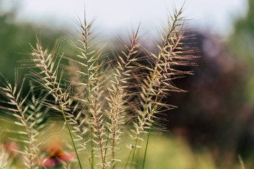 Isolated Grass Stalks With Blurred Background and Free Space for Text - Sunny Autumn Day