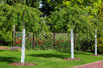 Garden with planted young whitewashed trees in the background a rose garden with rose bushes on a...