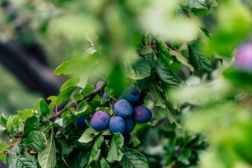 Tree Branches Full of Plums in the Garden, Vegetation Background - Sunny Autumn Day