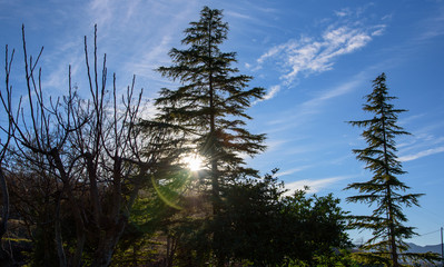 Alberi