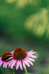 Isolated Flower in Garden With Blurred Background and Free Space for Text