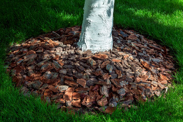 Mulching tree bark around a whitewashed tree trunk close-up with a green lawn planted around it.